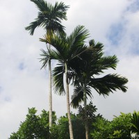 Areca catechu L.